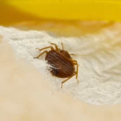 BED BUG CONTROL