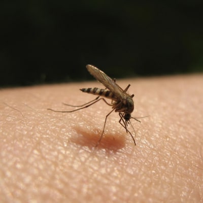 MOSQUITO CONTROL