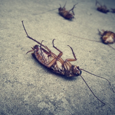 ROACH EXTERMINATION